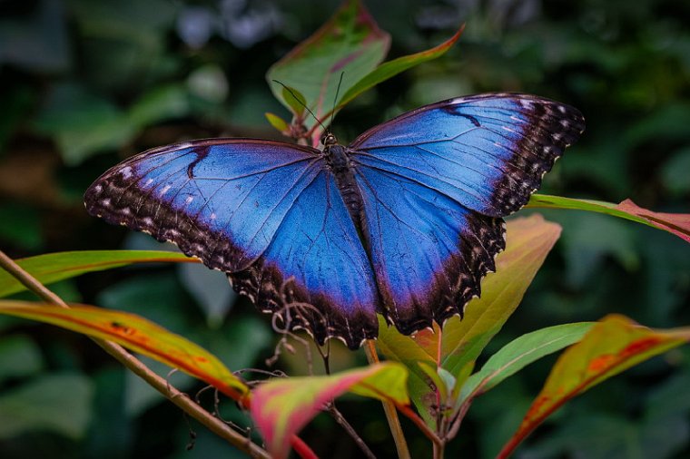 031 La Paz, blue morpho.jpg